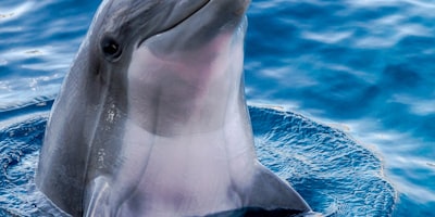 广东宏远华南虎篮球队队徽及东莞篮球中心内景