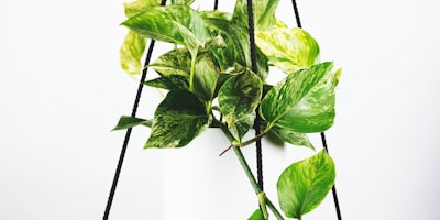 欧洲冠军联赛皇家马德里对阵拜仁慕尼黑的比赛，球员在角球区准备发球